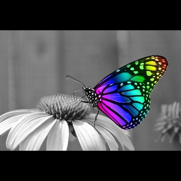 Meet your Posher, Kim - Picture 3 of 3